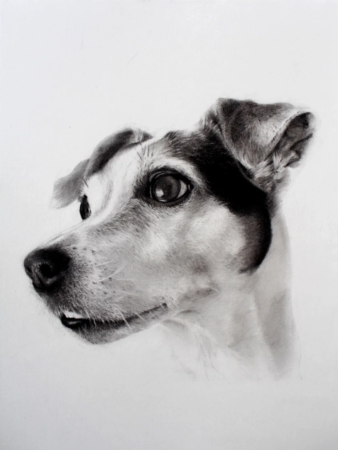 dessin d'un chien Jack Russel réalisé d'après photo au Fusain et Graphite